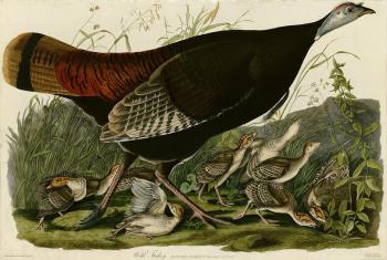 Wild turkey, Plate 6